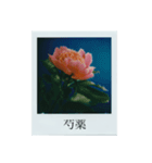 flowers Polaroid（個別スタンプ：7）