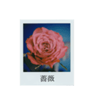 flowers Polaroid（個別スタンプ：8）