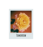 flowers Polaroid（個別スタンプ：11）