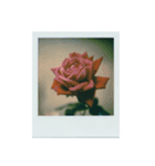 flowers Polaroid（個別スタンプ：12）