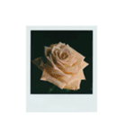 flowers Polaroid（個別スタンプ：13）