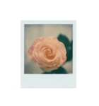 flowers Polaroid（個別スタンプ：14）