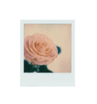flowers Polaroid（個別スタンプ：15）