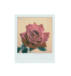 flowers Polaroid（個別スタンプ：16）