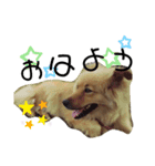 ショコラ 1（個別スタンプ：1）