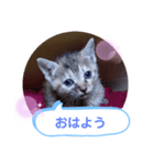 子猫の日常会話（個別スタンプ：1）