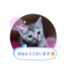 子猫の日常会話（個別スタンプ：2）