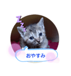 子猫の日常会話（個別スタンプ：3）