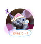 子猫の日常会話（個別スタンプ：4）