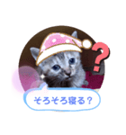 子猫の日常会話（個別スタンプ：5）