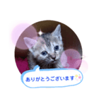 子猫の日常会話（個別スタンプ：7）
