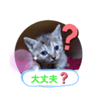 子猫の日常会話（個別スタンプ：9）