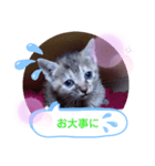 子猫の日常会話（個別スタンプ：10）