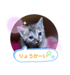 子猫の日常会話（個別スタンプ：11）