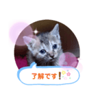 子猫の日常会話（個別スタンプ：12）