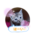 子猫の日常会話（個別スタンプ：13）