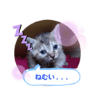 子猫の日常会話（個別スタンプ：14）