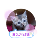 子猫の日常会話（個別スタンプ：15）