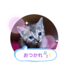 子猫の日常会話（個別スタンプ：16）