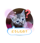 子猫の日常会話（個別スタンプ：17）