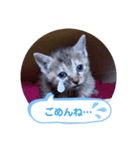 子猫の日常会話（個別スタンプ：18）