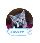 子猫の日常会話（個別スタンプ：19）