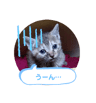 子猫の日常会話（個別スタンプ：20）