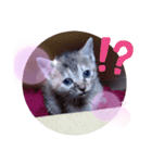 子猫の日常会話（個別スタンプ：21）