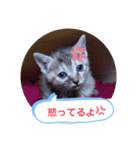 子猫の日常会話（個別スタンプ：22）