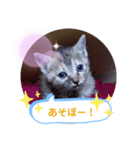 子猫の日常会話（個別スタンプ：23）