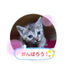 子猫の日常会話（個別スタンプ：24）