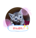 子猫の日常会話（個別スタンプ：25）
