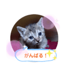 子猫の日常会話（個別スタンプ：26）