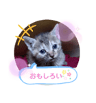 子猫の日常会話（個別スタンプ：27）