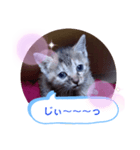 子猫の日常会話（個別スタンプ：28）