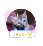 子猫の日常会話（個別スタンプ：29）