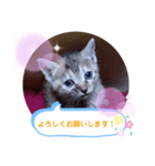 子猫の日常会話（個別スタンプ：30）
