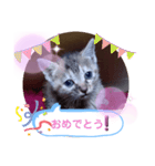 子猫の日常会話（個別スタンプ：31）