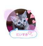 子猫の日常会話（個別スタンプ：33）