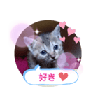 子猫の日常会話（個別スタンプ：34）