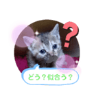 子猫の日常会話（個別スタンプ：35）