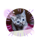 子猫の日常会話（個別スタンプ：36）