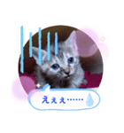 子猫の日常会話（個別スタンプ：38）