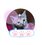 子猫の日常会話（個別スタンプ：39）