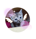 子猫の日常会話（個別スタンプ：40）