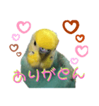 インコの空ちゃんだらけ（個別スタンプ：1）