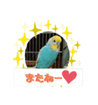 インコの空ちゃんだらけ（個別スタンプ：2）