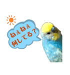 インコの空ちゃんだらけ（個別スタンプ：3）