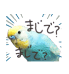 インコの空ちゃんだらけ（個別スタンプ：4）