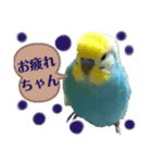 インコの空ちゃんだらけ（個別スタンプ：5）